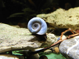 Snail Planorbella duryi on a stone in an aquarium, a beautiful blue snail