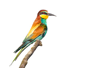 beautiful wild bird, with colored plumage isolated on white