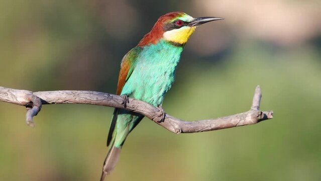 Colorful bird, bee-eater, sings while sitting on a branch