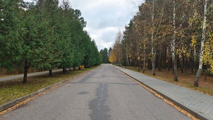 The asphalt road runs between concrete tile sidewalks and grass lawns with thuyas and birch trees. There are cracks in the asphalt. In the autumn, yellow leaves have fallen off the birches. Overcast