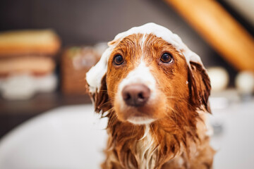 Wet dog in bathtub at home bathroom. Bathing of happy Nova Scotia Duck Tolling Retriever with foam soap on head.. - obrazy, fototapety, plakaty
