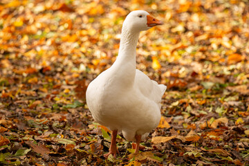 Nahaufnahme einer Hausgans (echtes Tier)