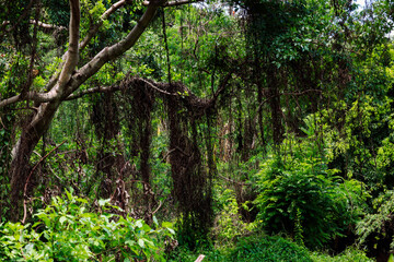 beautiful natural trees in the forest, green forest background