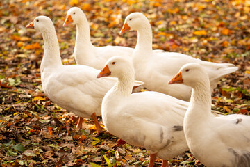 Nahaufnahme von Hausgänsen (echte Tiere)