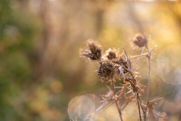 Verblühte Disteln