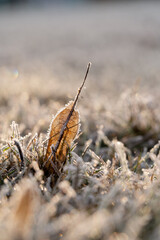 gefrorenes Blatt auf der Wiese