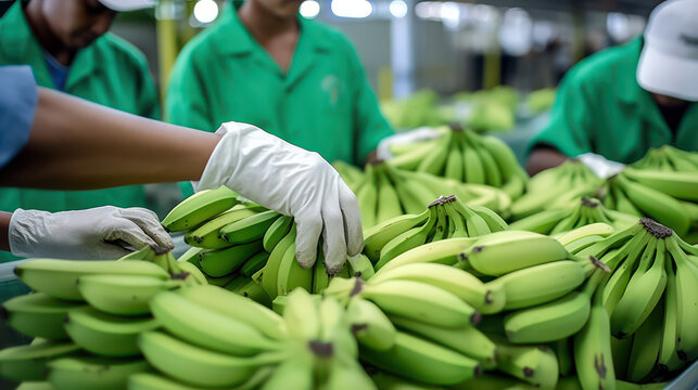 Employees, workers selecting bananas, checking condition and dividing into different boxes. Store food distribution. Quality check