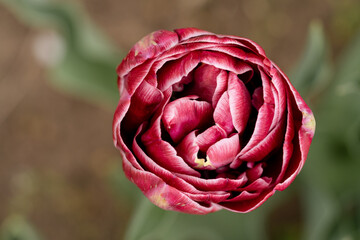 Rose von oben