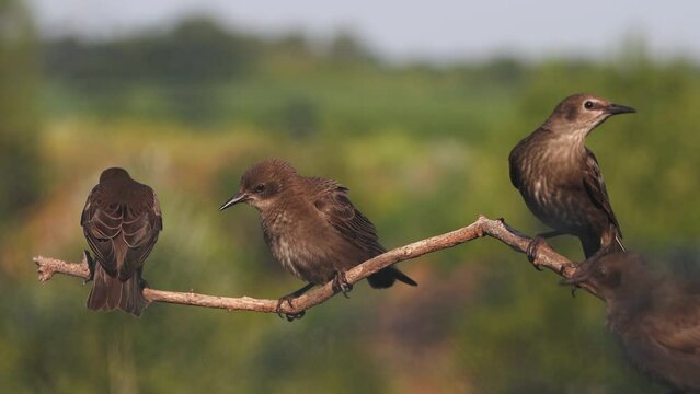 young starlings flock to rest