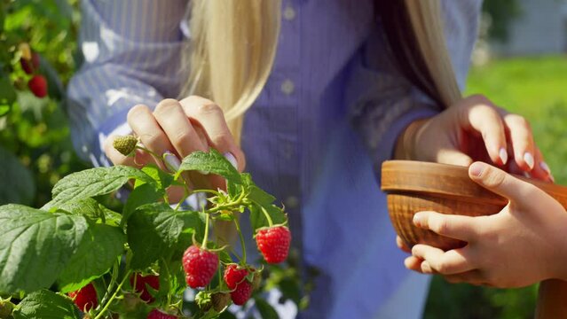 Close-up of a branch with which female hands pluck raspberries and put them in a bowl. The child helps the mother by holding the plate. High quality 4k footage