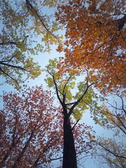 View underneath multicolored oak trees. Autumn season forest foliage sway in the wind