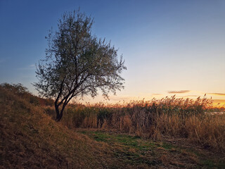 Autumn sunset scene near the lake with an oleaster tree and golden reed