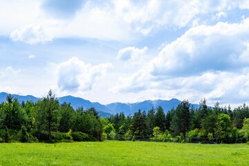 Landscape view of the fir forest trees on the green field with mountains in the background