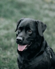 Obraz premium Portrait of a black labrador looking side