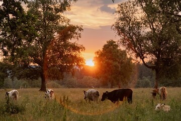 Beautiful shot of cows grazing in green field sunset time