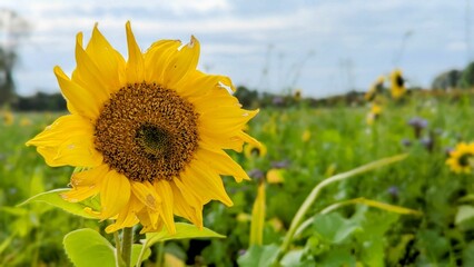 Closeup of sunflower in field