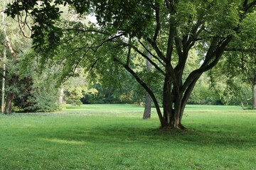 Big green tree in park