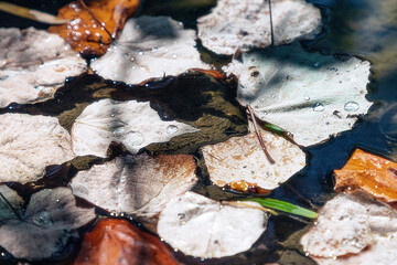 Closeup shot of a pond surface covered with leaves