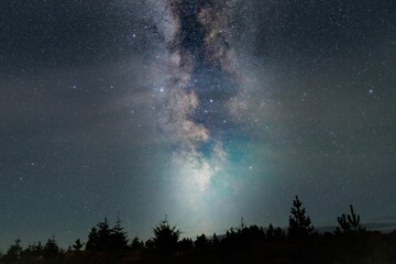Silhouette of trees under blissful Milky way in sky