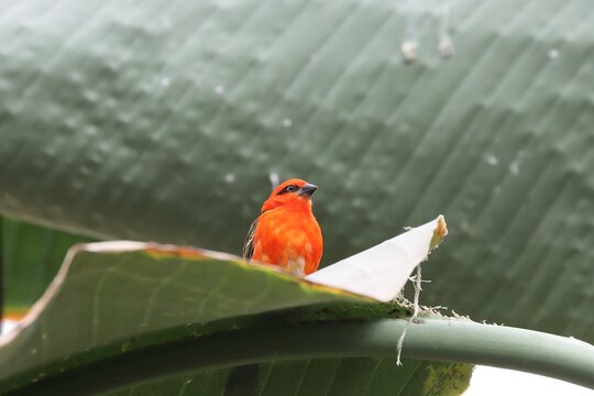 Nice red small madagascar ploceidae