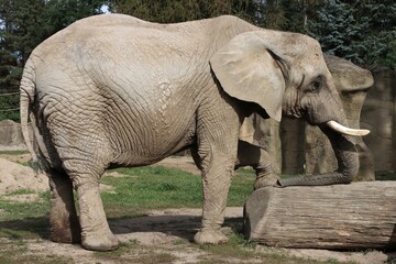 Injured African elephant