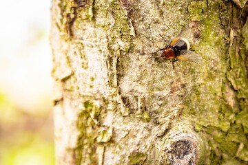 Fototapeta premium Closeup shot of a bee settled on a tree on a sunny day
