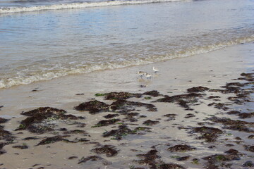 Trois gravelots à collier interrompu sur la plage de Pornichet (2)