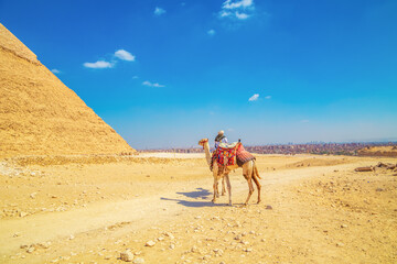Camel driver near the Great Pyramids of Egypt.