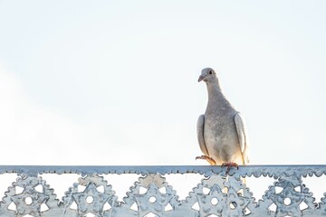Homing pigeon, Columba livia perched on a metallic fence against the cloudless sky