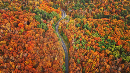 Aerial view of autumn trees and road between it