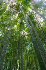 Fototapeta premium Bamboo Forest, Kyoto, Japan | Bamboo Forest Background | Upward Portait View of Bamboo with Light Shining Through | Summer | July, 2023