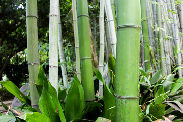 Bamboo Forest, Kyoto, Japan | Bamboo Forest Background | Close Up Landscape View of Bamboo Amongst Other Plants | Summer | July, 2023