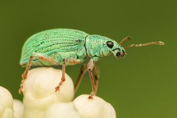 Closeup on a Green Leaf Weevil on top of some hortensia flowers with blurred green background and copy space
