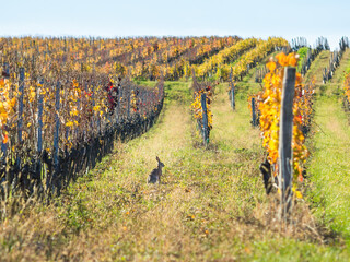 A wild brown hare sits on a green meadow in the grass in a vineyard © Ewald Fröch