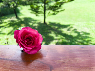 One fresh pink rose Placed on the wooden balcony The backdrop is a refreshing green garden.