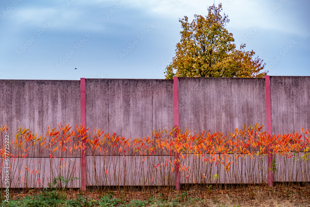 Wall mural Herbstliches Laub an einer Lärmschutzwand