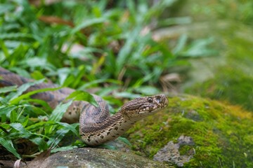 Obraz premium Closeup shot of a snake slithering between the green grass
