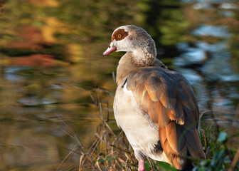 Autumn ortrait of an adult male Egyptian goose (Alopochen aegyptiaca)