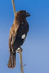 Thick-billed weaver (Dikbekwewer) (Amblypspiza albifrons) in Pretoria, South Africa