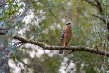 The red-shouldered hawk bird perching on a tree branch looking for prey to hunt in summer forest