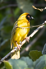 Male Southern Masked Weaver (Swartkeelgeelvink) (Ploceus velatus) in Pretoria, South Africa
