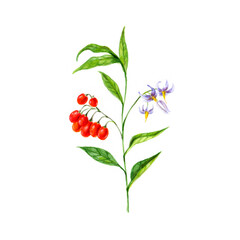 Watercolor illustration of the medicinal plant Bittersweet. Poisonous plant with red berries, Solanum dulcamara