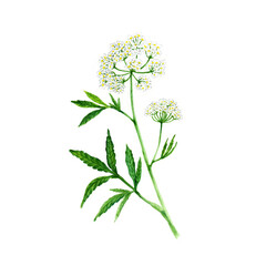 Watercolor illustration of the medicinal plant Cicuta virosa. Poisonous plant with white flowers