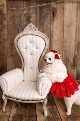 Obraz premium Lovely Pomeranian Spitz dog dressed up in a red dress near beautiful white chair