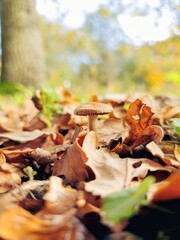 Mushroom utumn leaves on the ground 