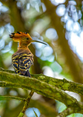Vibrant Hoopoe (Upupa epops) spotted outdoors