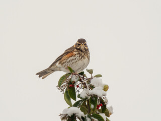 Redwing Eating Berries in a  Rowan Tree
