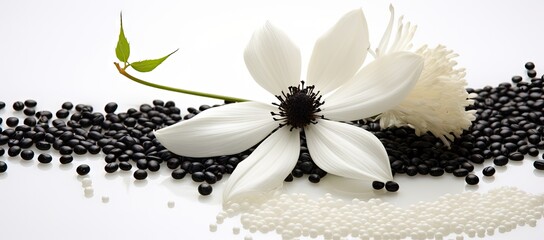  a white flower sitting on top of a pile of black seed next to a white flower on top of a pile of black seed.