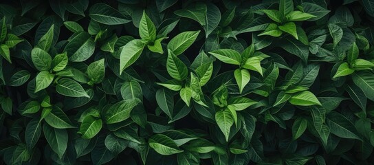  a close up of a green leafy plant with lots of leaves on the top and bottom of the plant.