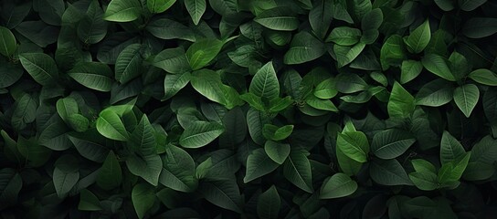  a close up of a green plant with leaves on it's sides and a dark background of leaves on the other side of the plant.